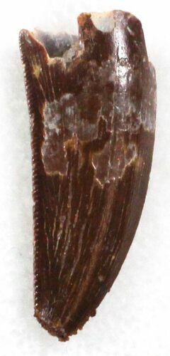 Large, Serrated Raptor Tooth From Morocco - #30872